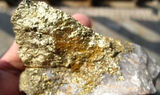 窝边草追着兔子跑