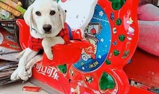 第一波回家过年的狗狗 第一波回家过年的狗狗