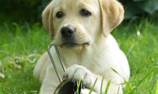 怎样训练金毛寻回犬